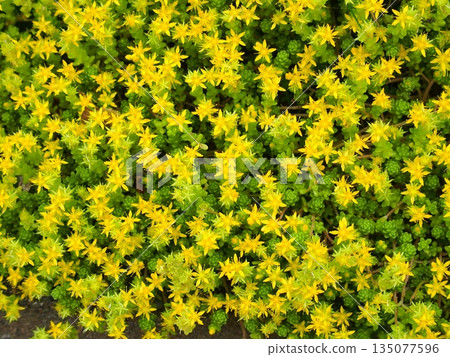 初夏時節，景天盛開 135077596