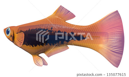 孔雀魚 135077615