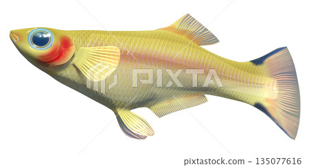 孔雀魚 孔雀魚 135077616