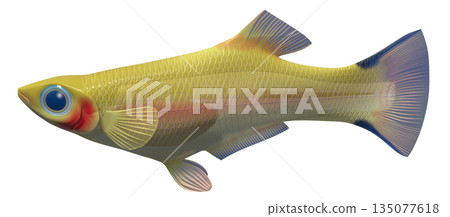 孔雀魚 孔雀魚 135077618