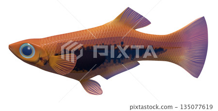 孔雀魚 135077619