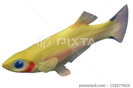 孔雀魚 孔雀魚 135077620