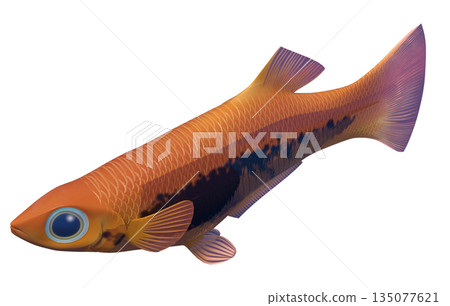 孔雀魚 孔雀魚 135077621