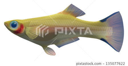 孔雀魚 孔雀魚 135077622