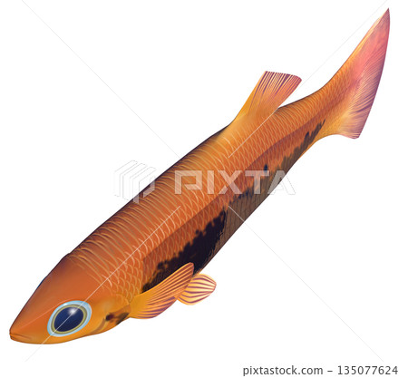 孔雀魚 孔雀魚 135077624