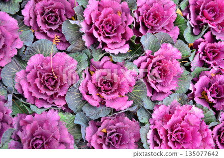 Purple peony (Habotan) planted in a flower bed 135077642