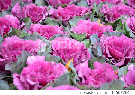 Purple peony (Habotan) planted in a flower bed Purple peony (Habotan) planted in a flower bed 135077643