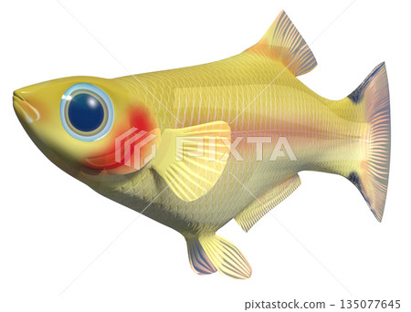 孔雀魚 孔雀魚 135077645