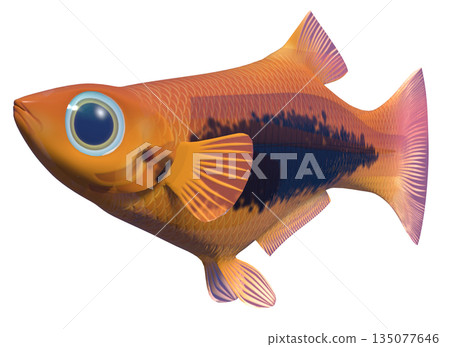 孔雀魚 135077646