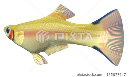 孔雀魚 135077647