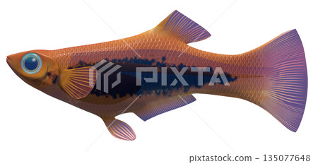 孔雀魚 135077648