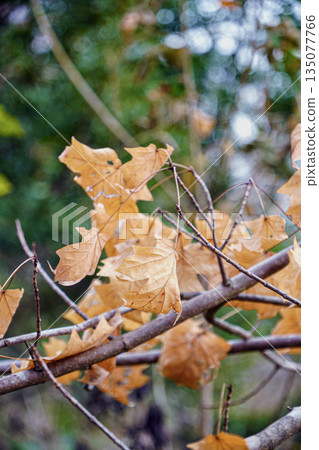 Dead maple leaves 135077766