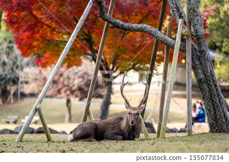 [秋] 奈良公園的鹿 [紅葉] 135077834