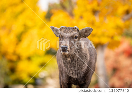 [秋] 奈良公園的鹿 [紅葉] 135077840