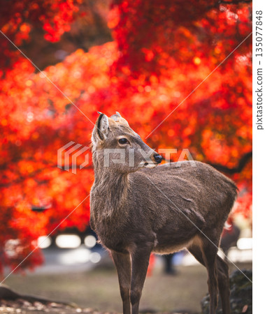 [秋] 奈良公園的鹿 [紅葉] 135077848
