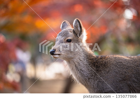 [秋] 奈良公園的鹿 [紅葉] 135077866