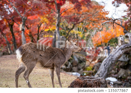 [秋] 奈良公園的鹿 [紅葉] 135077867