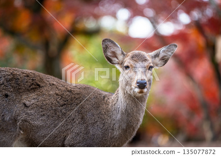 [秋] 奈良公園的鹿 [紅葉] 135077872