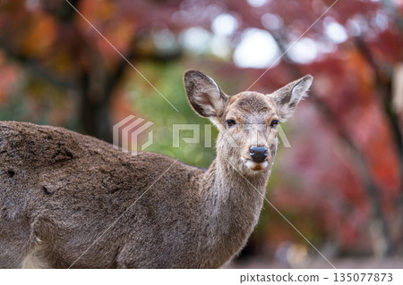 [秋] 奈良公園的鹿 [紅葉] 135077873