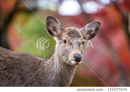 [秋] 奈良公園的鹿 [紅葉] 135077874