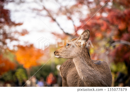 [秋] 奈良公園的鹿 [紅葉] 135077879