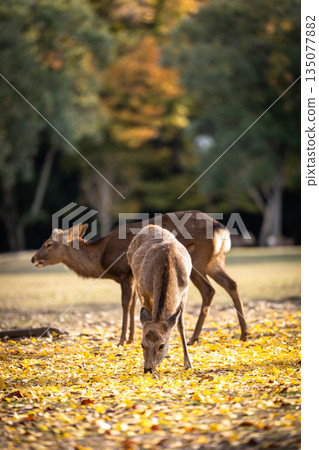 [秋] 奈良公園的鹿 [紅葉] 135077882