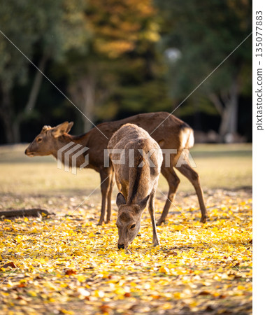 [Autumn] Deer in Nara Park [Autumn leaves] 135077883