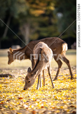 [秋] 奈良公園的鹿 [紅葉] 135077884