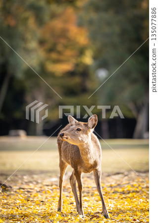 [秋] 奈良公園的鹿 [紅葉] 135077886