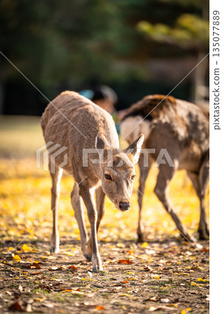 [秋] 奈良公園的鹿 [紅葉] 135077889