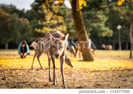 [秋] 奈良公園的鹿 [紅葉] 135077890