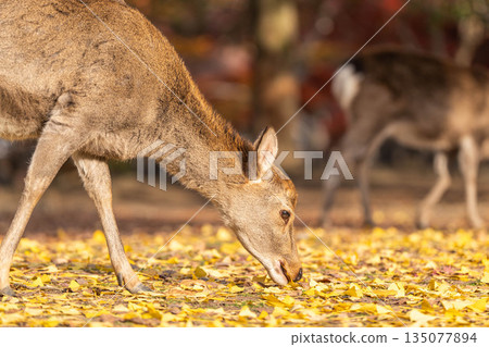 [秋] 奈良公園的鹿 [紅葉] 135077894