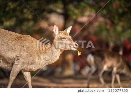 [秋] 奈良公園的鹿 [紅葉] 135077895