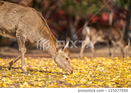 [Autumn] Deer in Nara Park [Autumn leaves] 135077898