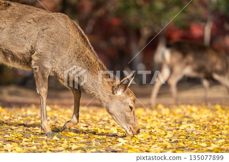 [Autumn] Deer in Nara Park [Autumn leaves] 135077899
