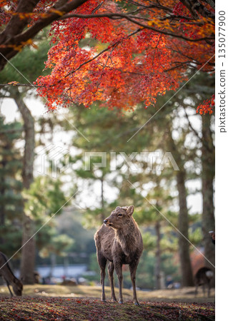 [秋] 奈良公園的鹿 [紅葉] 135077900