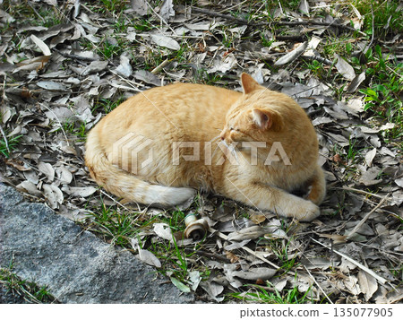 A brown stray cat enjoying sunbathing 135077905