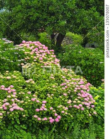 Colorful hydrangeas blooming on the drainage channel bank on an early summer morning 135078007