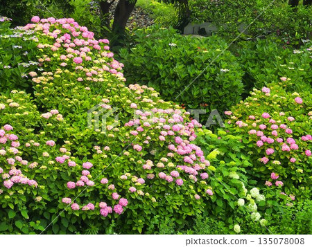 Colorful hydrangeas blooming on the drainage channel bank on an early summer morning Colorful hydrangeas blooming on the drainage channel bank on an early summer morning 135078008