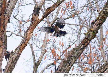歐亞松鴉飛過森林 135078066