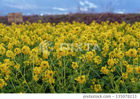 強姦在Nagisa公園開花 135078213