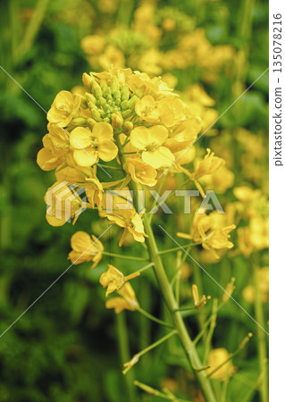 溫室裡的油菜花 135078216