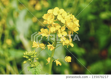 溫室裡的油菜花 135078217