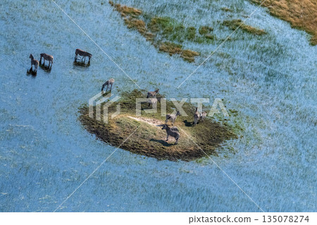 Aerial shot of Zebras grazing in the Okavango Delta 135078274