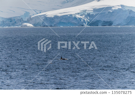 Killer whales in the Antarctic Killer whales in the Antarctic 135078275