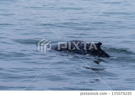 Whale surfacing in Walvis Bay Whale surfacing in Walvis Bay 135078285