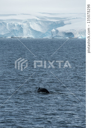 Diving whale in the antarctic 135078296