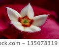 Beautiful Small Flower Blooming In The Garden 135078319
