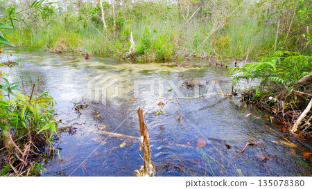 Wide View of Clear Freshwater Creek in Marshland Forest with Blue Sky Reflection Wide View of Clear Freshwater Creek in Marshland Forest with Blue Sky Reflection 135078380