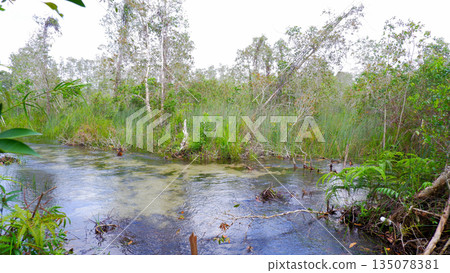 Pristine Freshwater Stream in Tropical Wetlands Under Bright Sky 135078381
